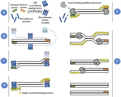 Recent advances in recombinase polymerase amplification: Principle, advantages, disadvantages and applications